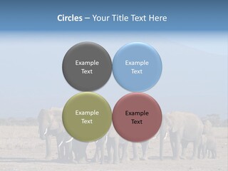 A Herd Of Elephants Standing In Front Of A Mountain PowerPoint Template