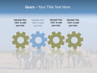 A Herd Of Elephants Standing In Front Of A Mountain PowerPoint Template