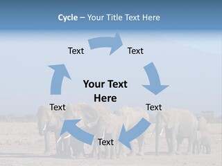 A Herd Of Elephants Standing In Front Of A Mountain PowerPoint Template