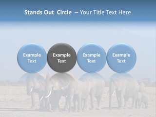 A Herd Of Elephants Standing In Front Of A Mountain PowerPoint Template