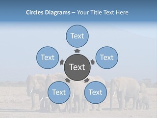 A Herd Of Elephants Standing In Front Of A Mountain PowerPoint Template