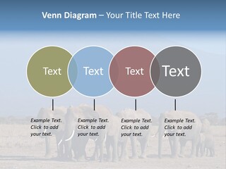 A Herd Of Elephants Standing In Front Of A Mountain PowerPoint Template