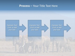 A Herd Of Elephants Standing In Front Of A Mountain PowerPoint Template