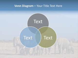 A Herd Of Elephants Standing In Front Of A Mountain PowerPoint Template