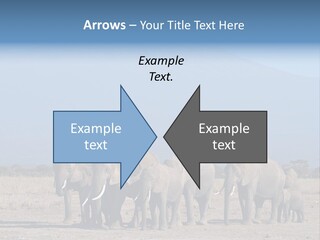 A Herd Of Elephants Standing In Front Of A Mountain PowerPoint Template