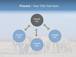 A Herd Of Elephants Standing In Front Of A Mountain PowerPoint Template
