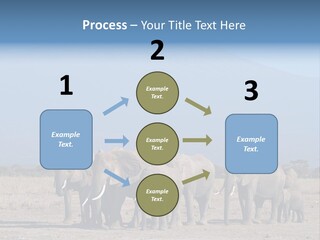 A Herd Of Elephants Standing In Front Of A Mountain PowerPoint Template