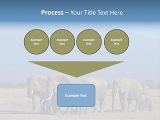 A Herd Of Elephants Standing In Front Of A Mountain PowerPoint Template