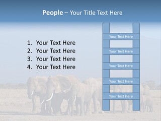 A Herd Of Elephants Standing In Front Of A Mountain PowerPoint Template