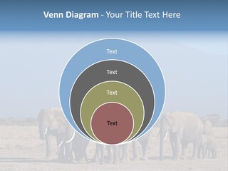 A Herd Of Elephants Standing In Front Of A Mountain PowerPoint Template