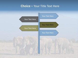 A Herd Of Elephants Standing In Front Of A Mountain PowerPoint Template