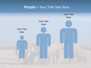 A Herd Of Elephants Standing In Front Of A Mountain PowerPoint Template