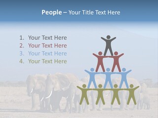 A Herd Of Elephants Standing In Front Of A Mountain PowerPoint Template