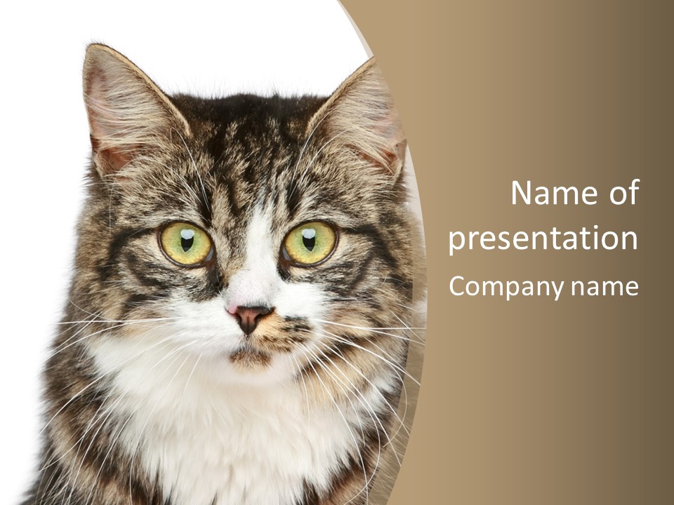 Predator Kitty Baby PowerPoint Template