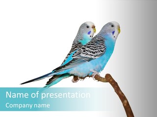 Wildlife Funny Zoo PowerPoint Template