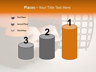 Whiskers Length Isolated PowerPoint Template