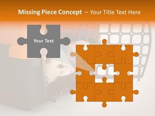 Whiskers Length Isolated PowerPoint Template