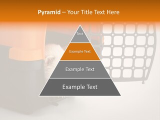 Whiskers Length Isolated PowerPoint Template