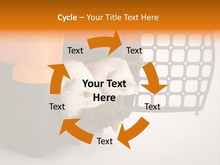 Whiskers Length Isolated PowerPoint Template