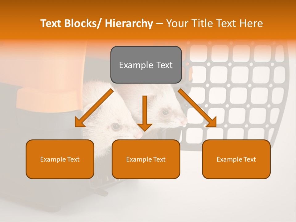 Whiskers Length Isolated PowerPoint Template