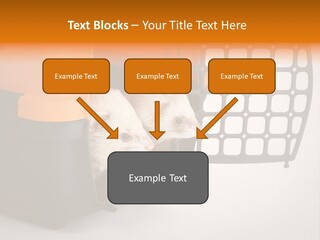 Whiskers Length Isolated PowerPoint Template