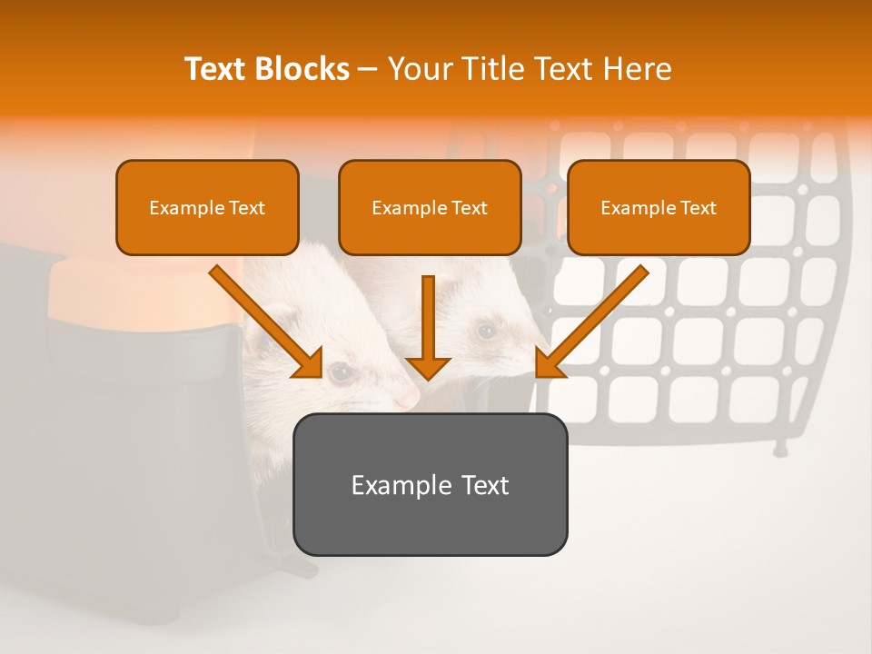 Whiskers Length Isolated PowerPoint Template