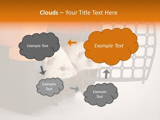 Whiskers Length Isolated PowerPoint Template