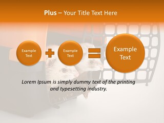 Whiskers Length Isolated PowerPoint Template