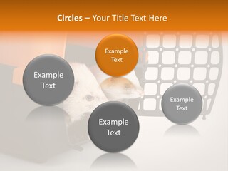 Whiskers Length Isolated PowerPoint Template