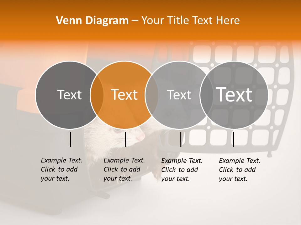 Whiskers Length Isolated PowerPoint Template