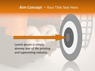 Whiskers Length Isolated PowerPoint Template