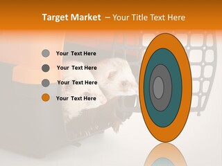 Whiskers Length Isolated PowerPoint Template