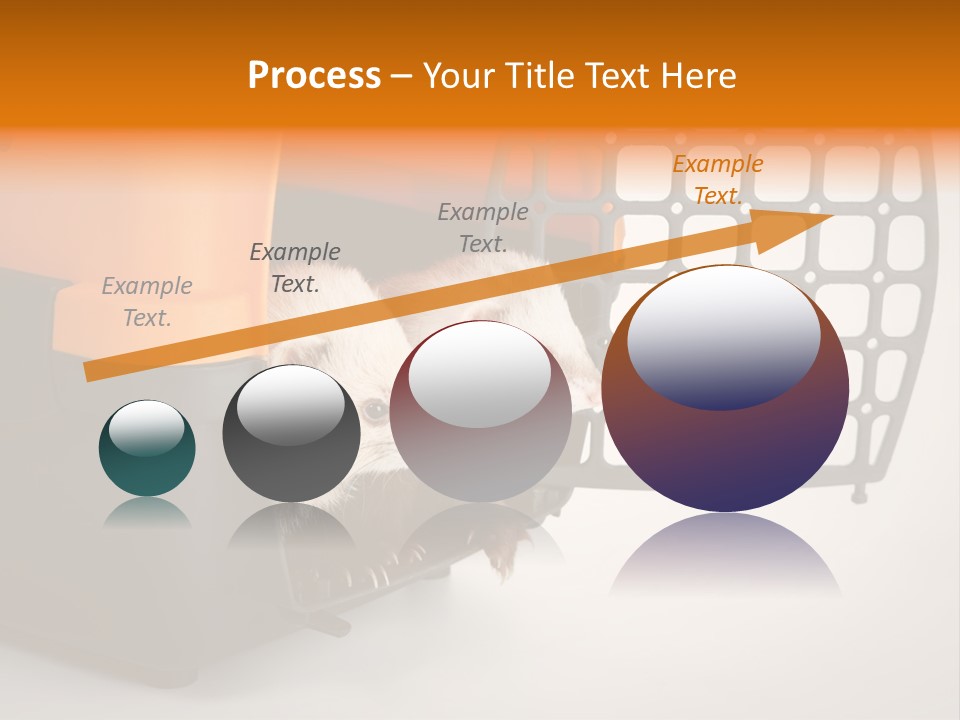 Whiskers Length Isolated PowerPoint Template