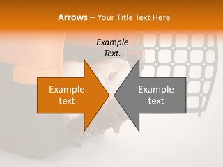 Whiskers Length Isolated PowerPoint Template