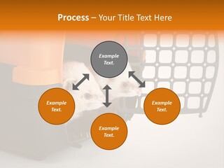 Whiskers Length Isolated PowerPoint Template