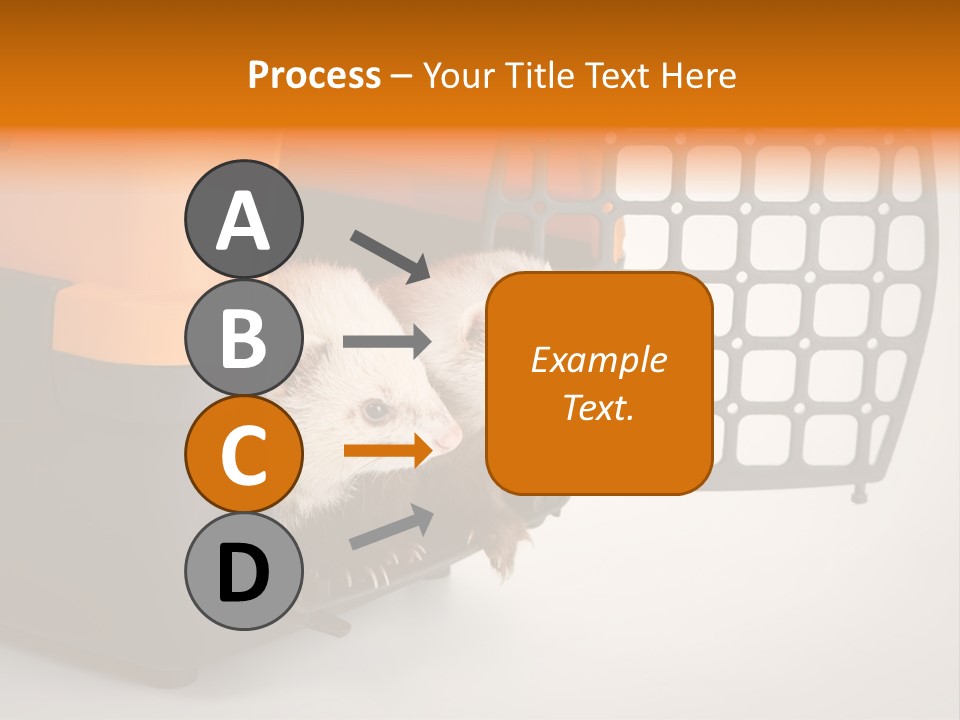 Whiskers Length Isolated PowerPoint Template