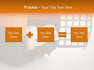 Whiskers Length Isolated PowerPoint Template