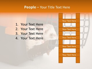 Whiskers Length Isolated PowerPoint Template