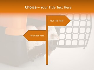 Whiskers Length Isolated PowerPoint Template