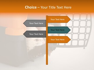 Whiskers Length Isolated PowerPoint Template