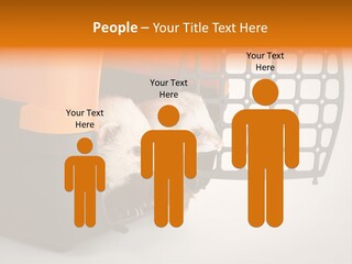 Whiskers Length Isolated PowerPoint Template