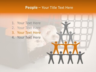 Whiskers Length Isolated PowerPoint Template