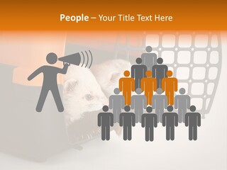 Whiskers Length Isolated PowerPoint Template