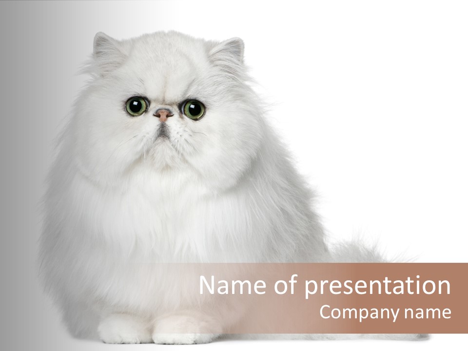 Months Old Looking At Camera Mammal PowerPoint Template