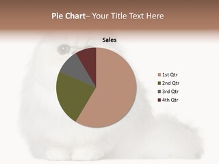 Months Old Looking At Camera Mammal PowerPoint Template