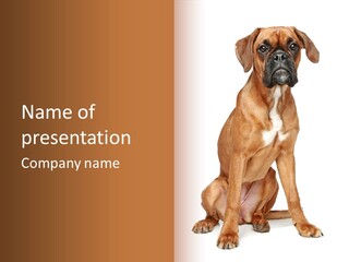 Bitch Cute Funny PowerPoint Template