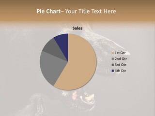 Funny Canine Shiny PowerPoint Template