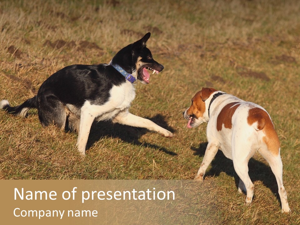 Pets Nature Mongrel PowerPoint Template