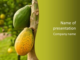 Closeup Tree Tropical PowerPoint Template