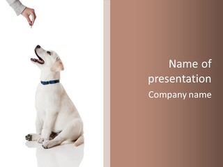 Food Hand Animal PowerPoint Template